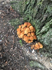 Micacei
