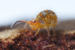 Vesicephalus occidentalis