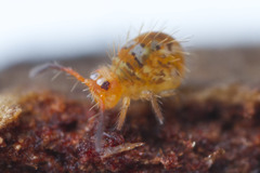 Vesicephalus occidentalis