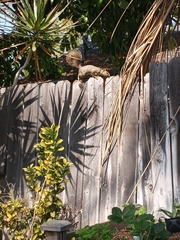 Sciurus niger