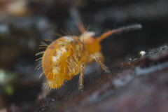 Vesicephalus occidentalis