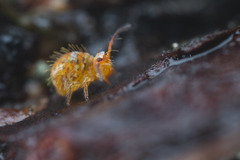 Vesicephalus occidentalis