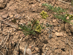 Harbouria trachypleura