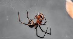 Latrodectus geometricus