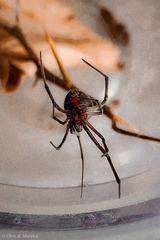 Latrodectus geometricus