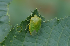 Chinavia pallidoconspersa