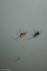 Nesticodes rufipes