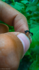 Odontomachus