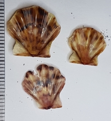 Flexopecten flexuosus