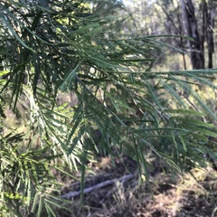 Acacia pedleyi