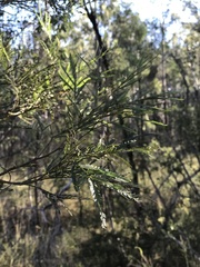 Acacia pedleyi