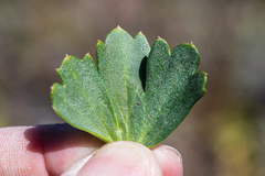 Delphinium uliginosum