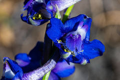 Delphinium uliginosum