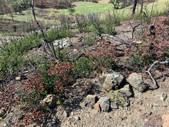 Delphinium uliginosum