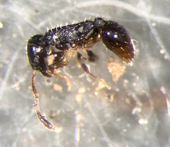Temnothorax longispinosus