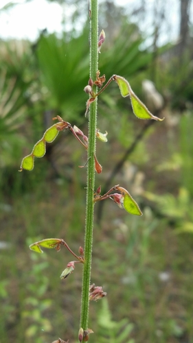 Image of Desmodium floridanum by (c) Jay Horn, some rights reserved (CC BY)