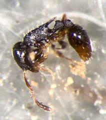 Temnothorax longispinosus