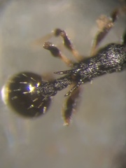 Temnothorax longispinosus