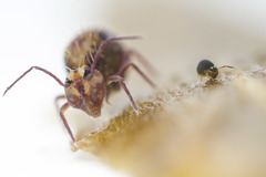 Sminthurinus elegans