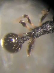 Temnothorax longispinosus