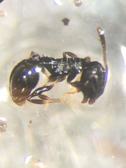Temnothorax longispinosus