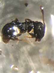 Temnothorax longispinosus