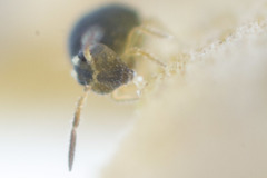 Sminthurinus elegans