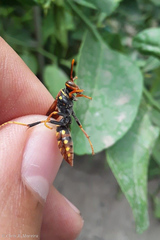 Polistes versicolor