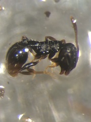 Temnothorax longispinosus