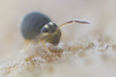 Sminthurinus elegans