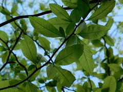 Sideroxylon lycioides