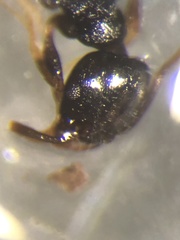 Temnothorax longispinosus