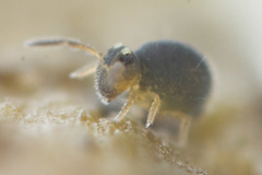 Sminthurinus elegans