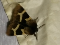 Watsonarctia deserta