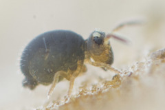Sminthurinus elegans