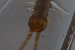 Lithobius melanops