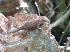 Sceloporus nelsoni