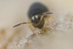 Sminthurinus elegans