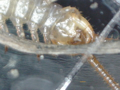Lithobius melanops