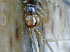 Lithobius melanops
