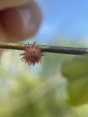 Dryocosmus floridensis