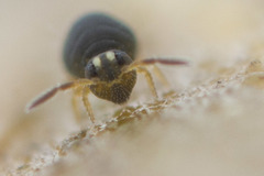 Sminthurinus elegans