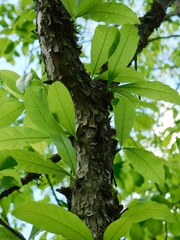 Sideroxylon lycioides
