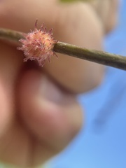 Dryocosmus floridensis