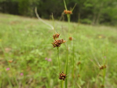 Rhynchospora harveyi