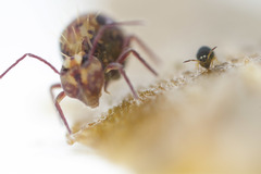 Sminthurinus elegans