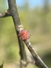 Dryocosmus floridensis