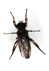 Bibio lanigerus