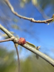 Dryocosmus floridensis