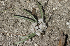 Allium obtusum obtusum